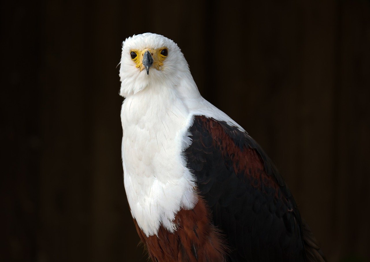 Exploring the Unique Culture of Mongolia's Eagle Festival